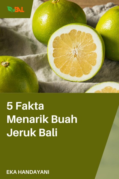 5 Fakta Menarik Buah Jeruk Bali